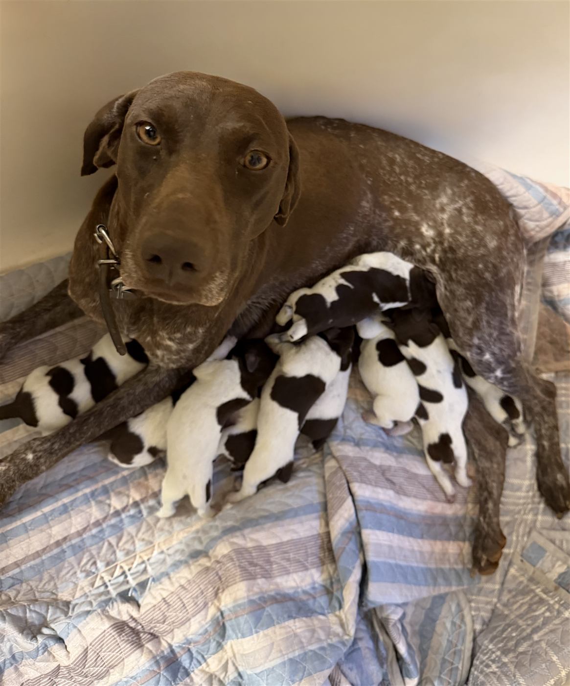 German Shorthaired Pointer puppy