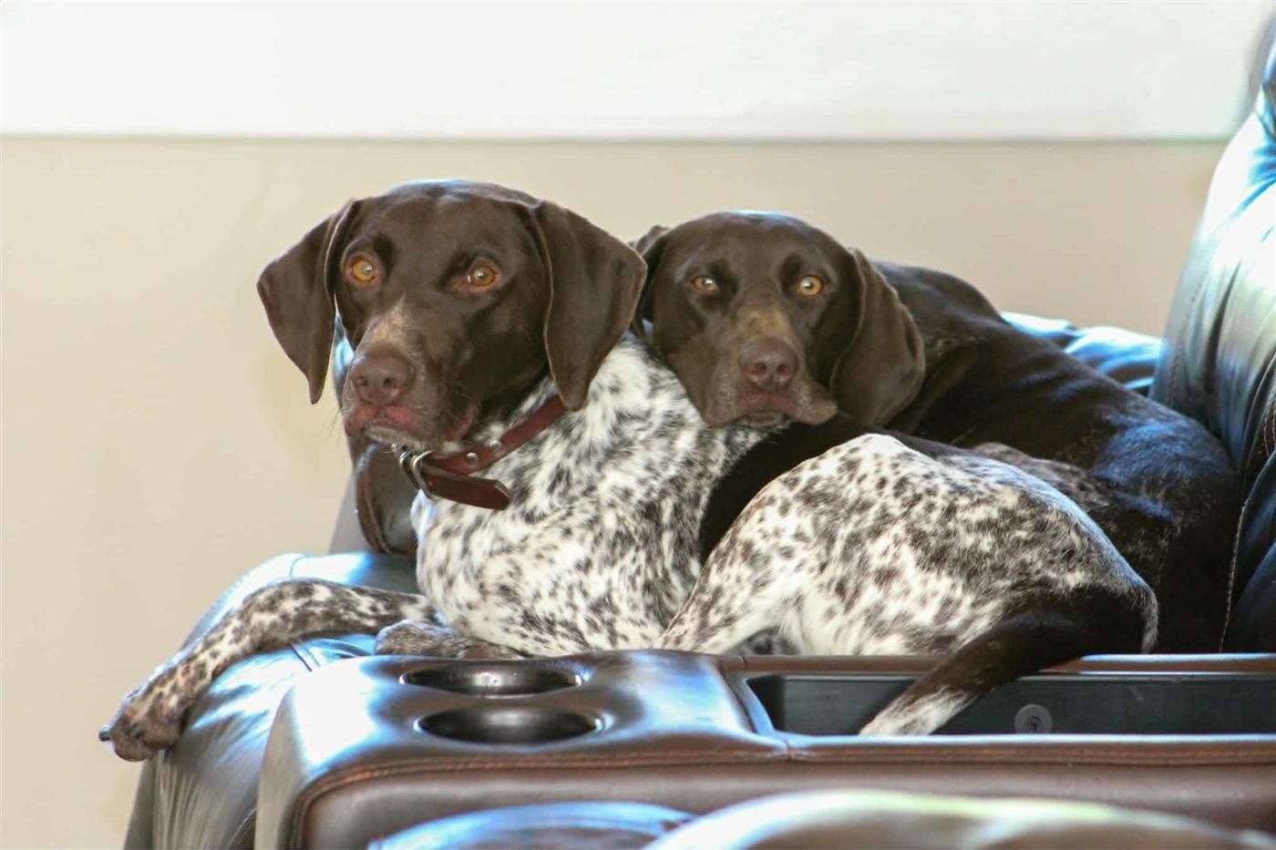 GSP puppy photo 3