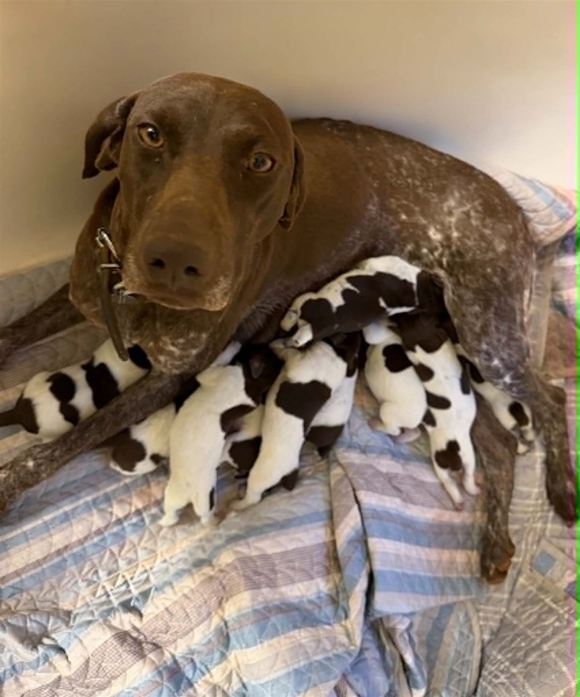 GSP puppy photo 4