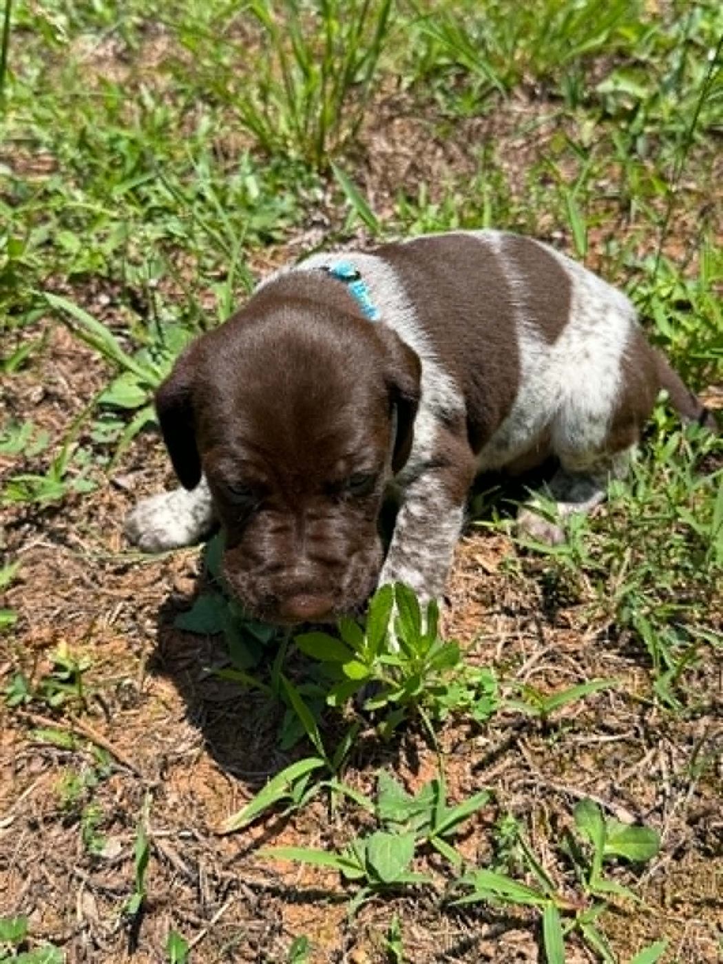 GSP puppy photo 5