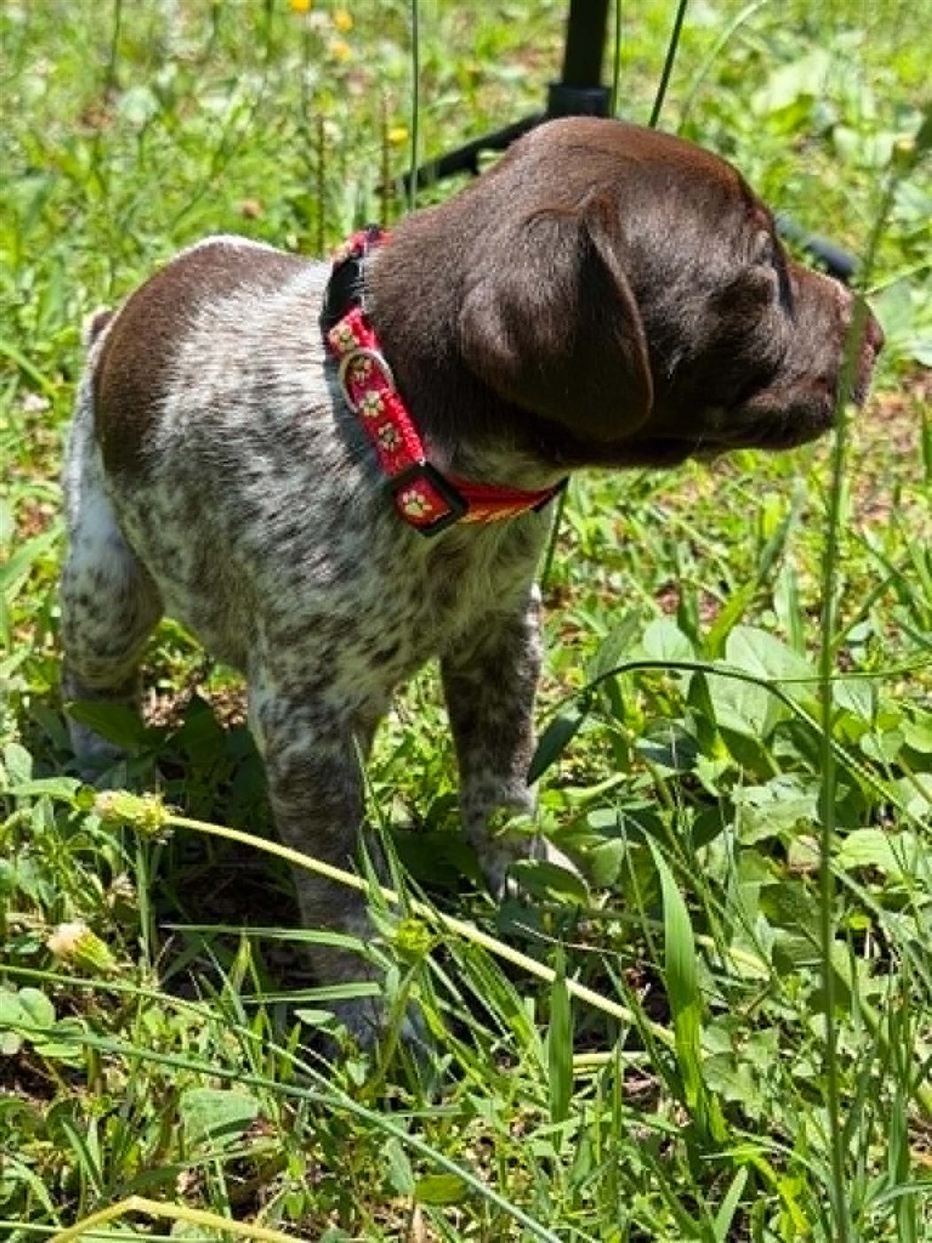 GSP puppy photo 6