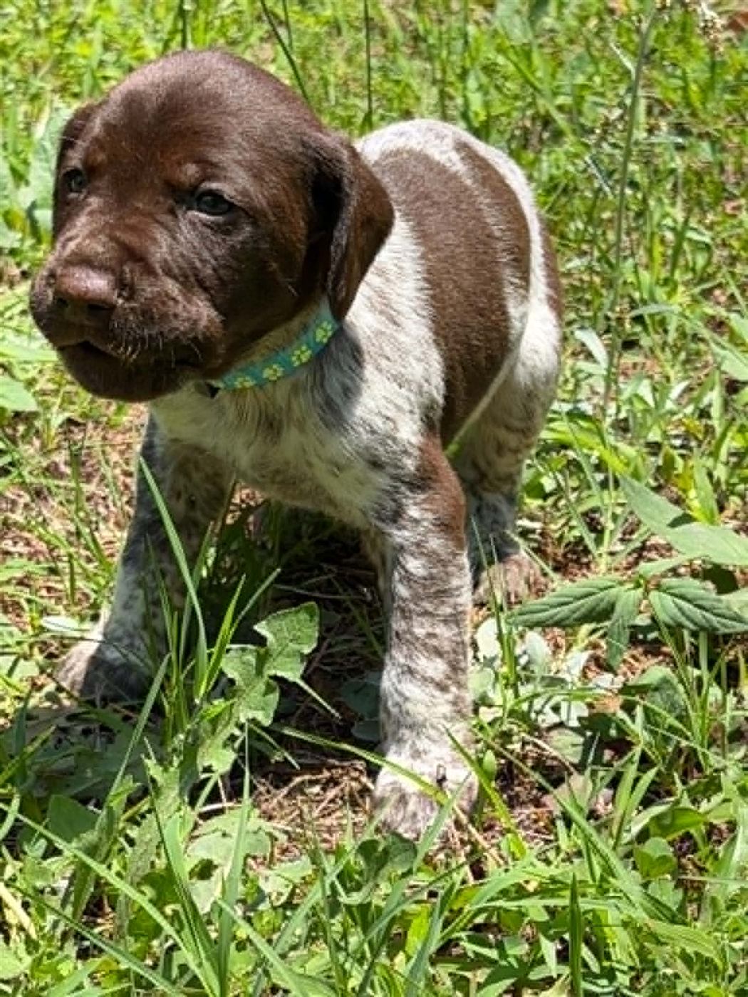 GSP puppy photo 7