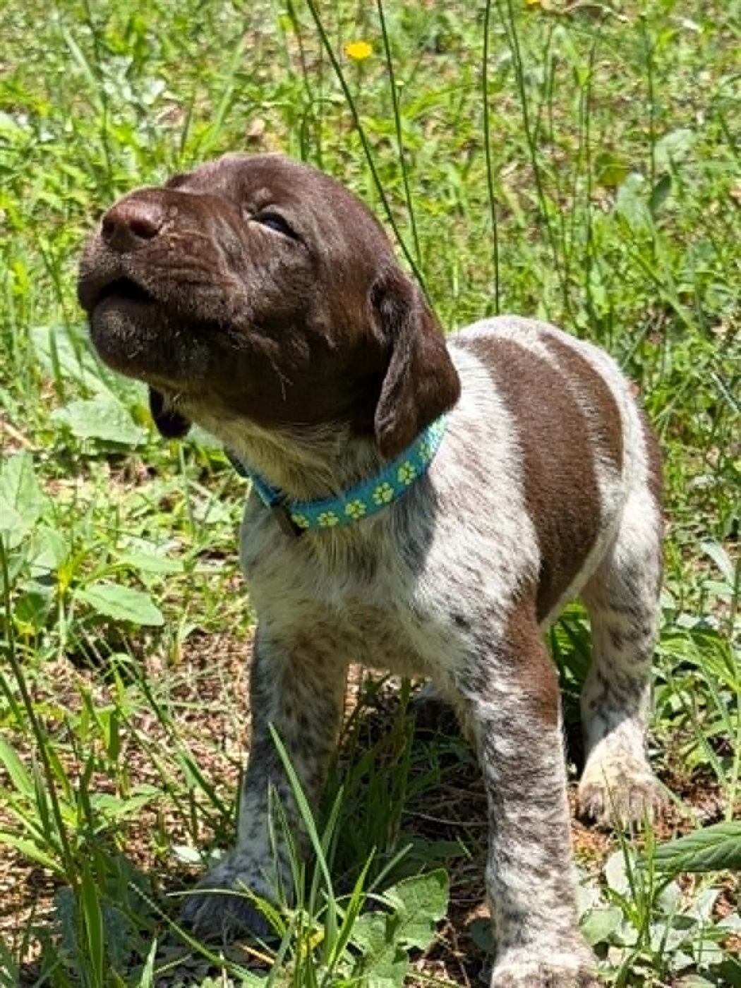 GSP puppy photo 8